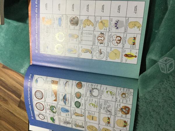 Embriología médica langman 12 edición