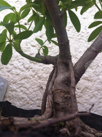 Bonsai Aralia NEAGARI