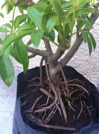 Bonsai Aralia NEAGARI