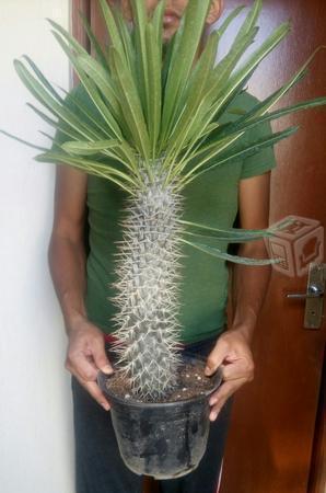Palma de Madagascar 80 cm a domicilio