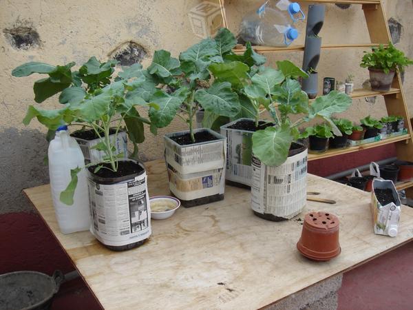 Plantas de brocoli