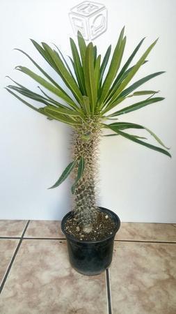 Palma de Madagascar 80 cm altura