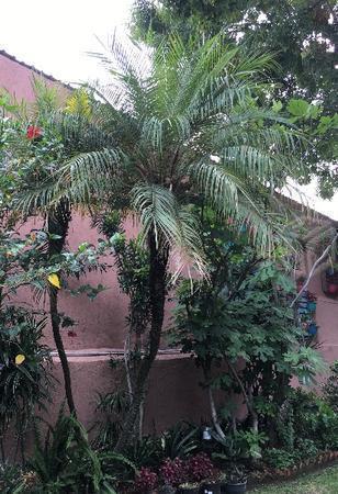 Palmera gemela