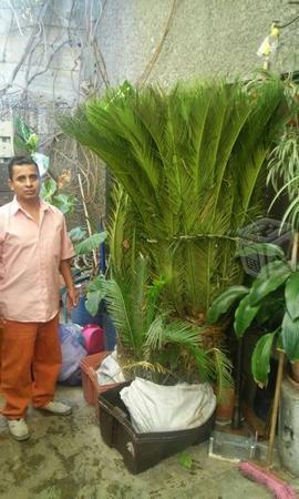 Planta tipo palmera de 2 metros de alto