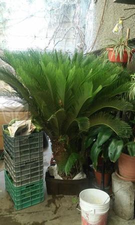Planta tipo palmera de 2 metros de alto