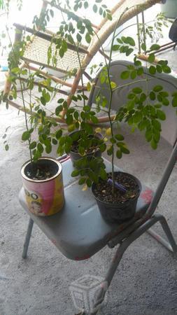 Se venden plantas de moringa