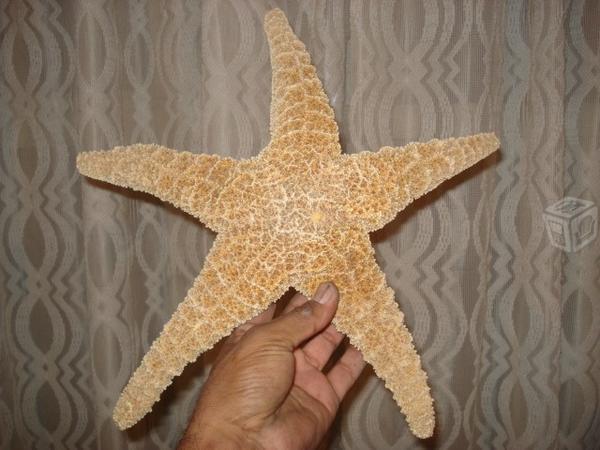 Estrellas de mar blancas