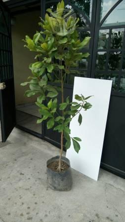 Arbol de Magnolia 1.80 metros altura a domicilio