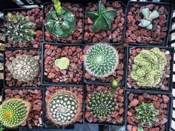 Cactus con botones y/o floreando en venta