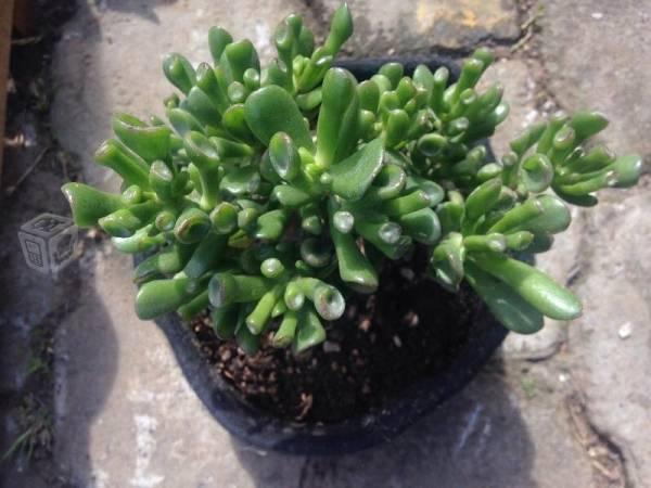 Planta crassula ovata hobbit