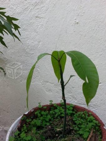 Árbol de Mango Ataulfo