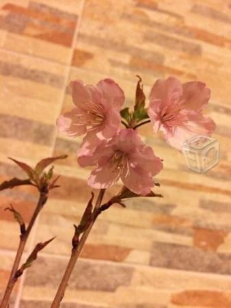 Cerezo Japonés (Prunus Serrulata)