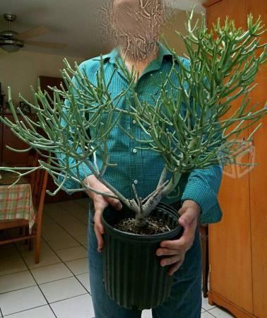 Euphorbia en Maceta 95cm altura