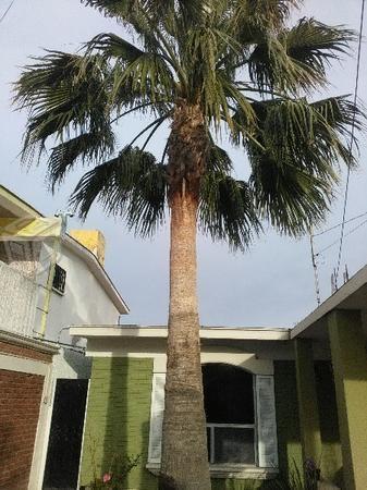 Hermosa palmera