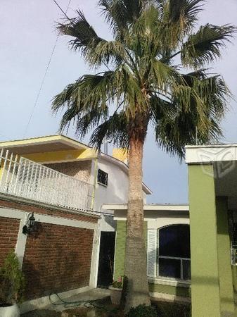 Hermosa palmera