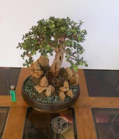 Bonsai de árbol d la abundancia fácil cuidado Guia