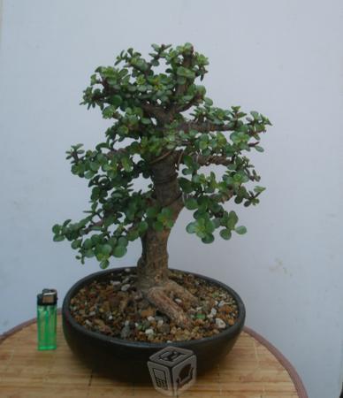 Bonsai de árbol d la abundancia fácil cuidado Guia