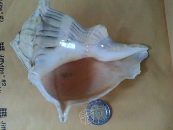 Concha de caracol de mar o marino